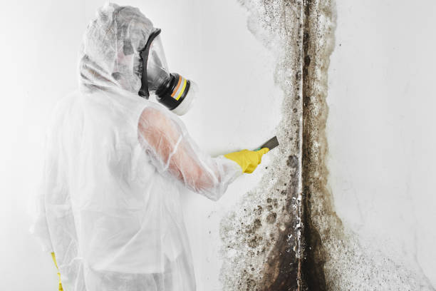 Best Fast Mold Removal  in Round Lake Heights, IL