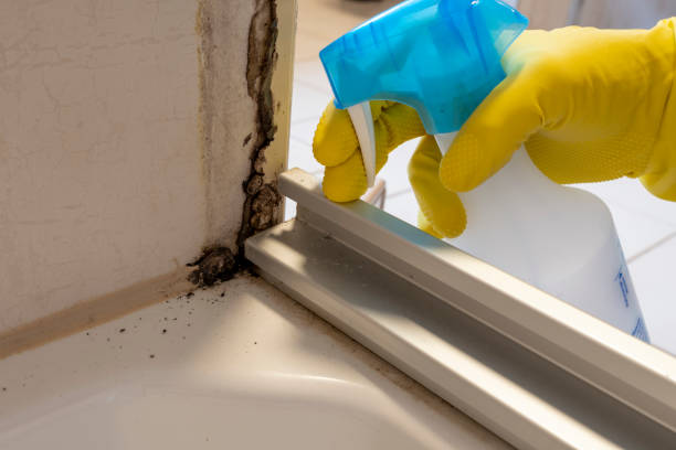 Best Certified Mold Removal  in Round Lake Heights, IL