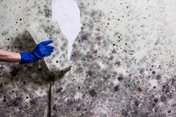 Mold Removal Process in Round Lake Heights, IL