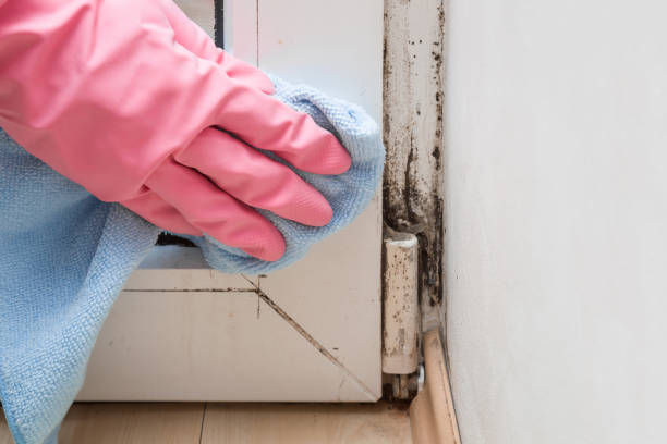 Best Attic Mold Removal  in Round Lake Heights, IL