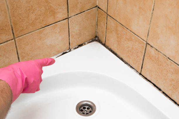 Best Mold Cleaning Services  in Round Lake Heights, IL