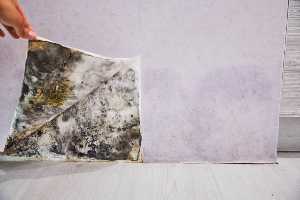 Best Local Mold Removal Service  in Round Lake Heights, IL